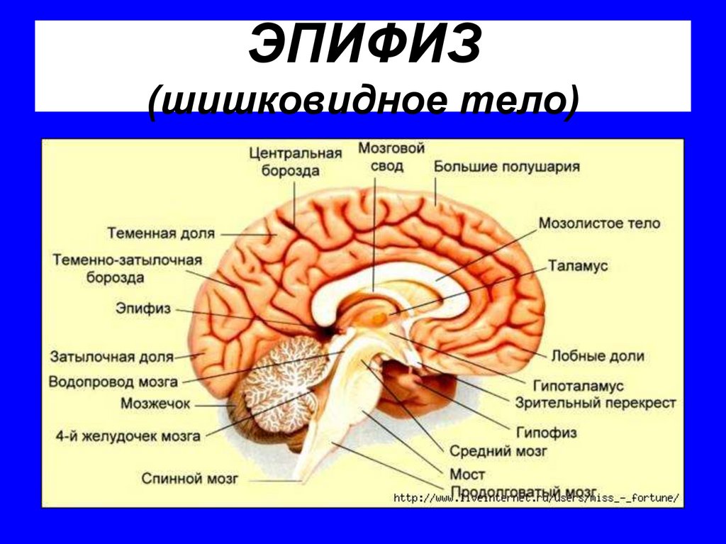 ЭПИФИЗ (шишковидное тело)