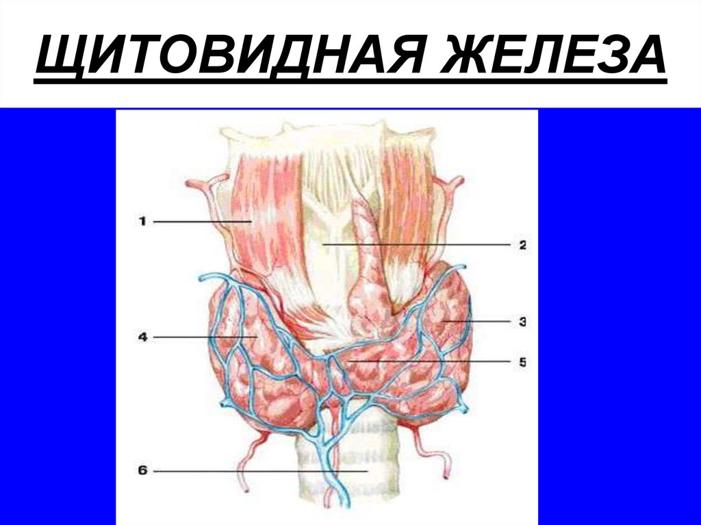 ЩИТОВИДНАЯ ЖЕЛЕЗА