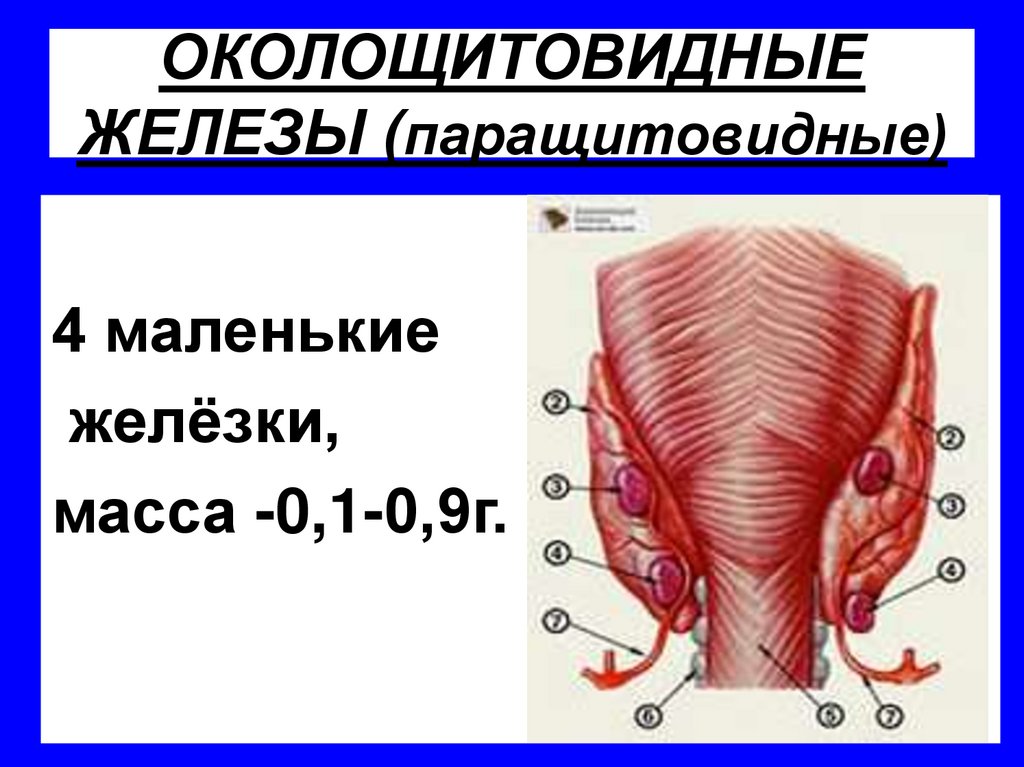 ОКОЛОЩИТОВИДНЫЕ ЖЕЛЕЗЫ (паращитовидные)