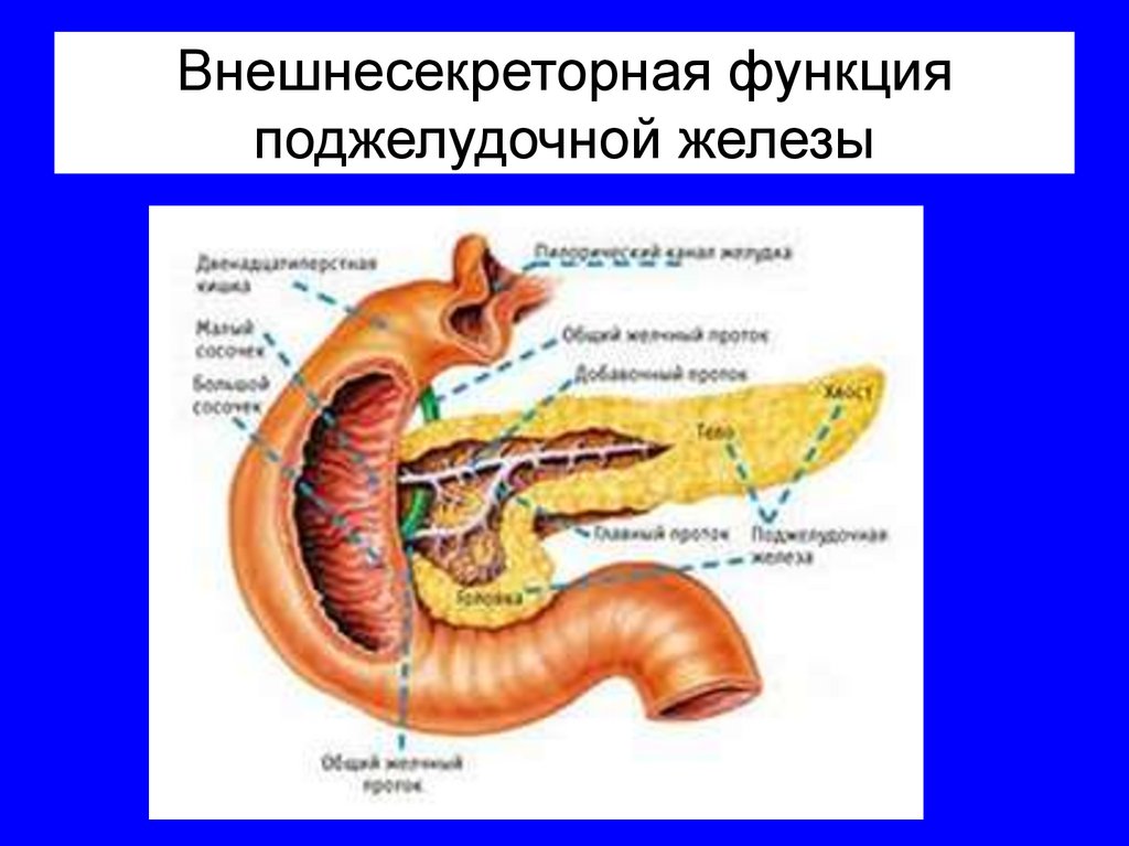Внешнесекреторная функция поджелудочной железы