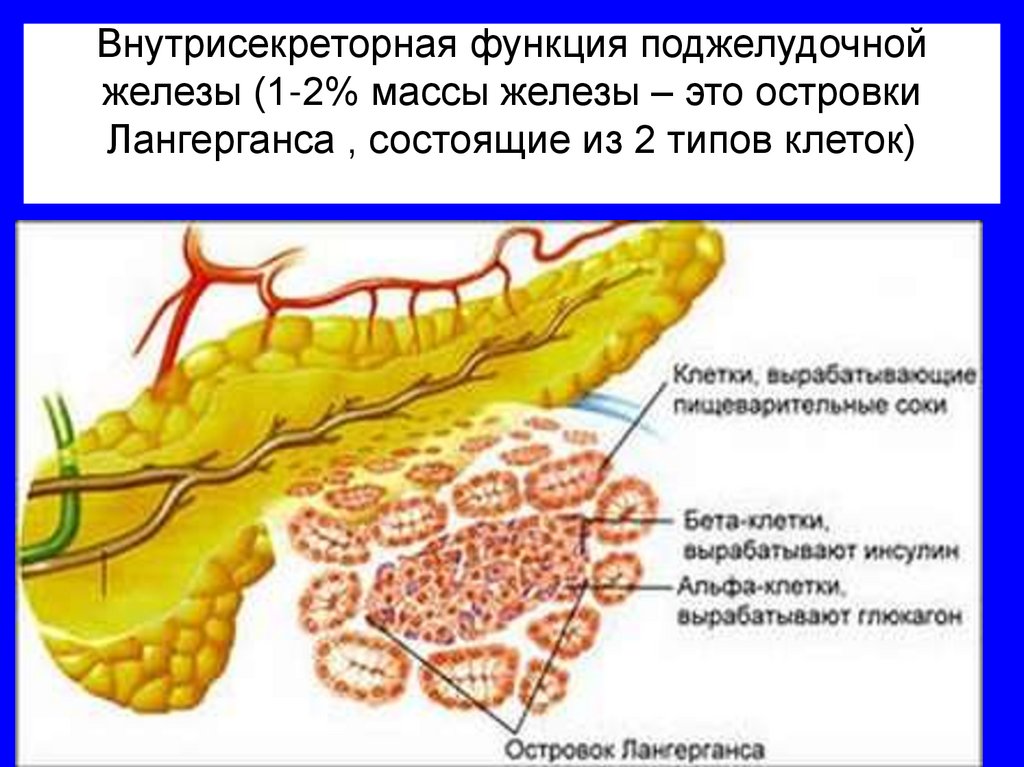Внутрисекреторная функция поджелудочной железы (1-2% массы железы – это островки Лангерганса , состоящие из 2 типов клеток)