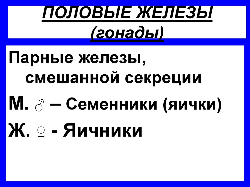 ПОЛОВЫЕ ЖЕЛЕЗЫ (гонады)