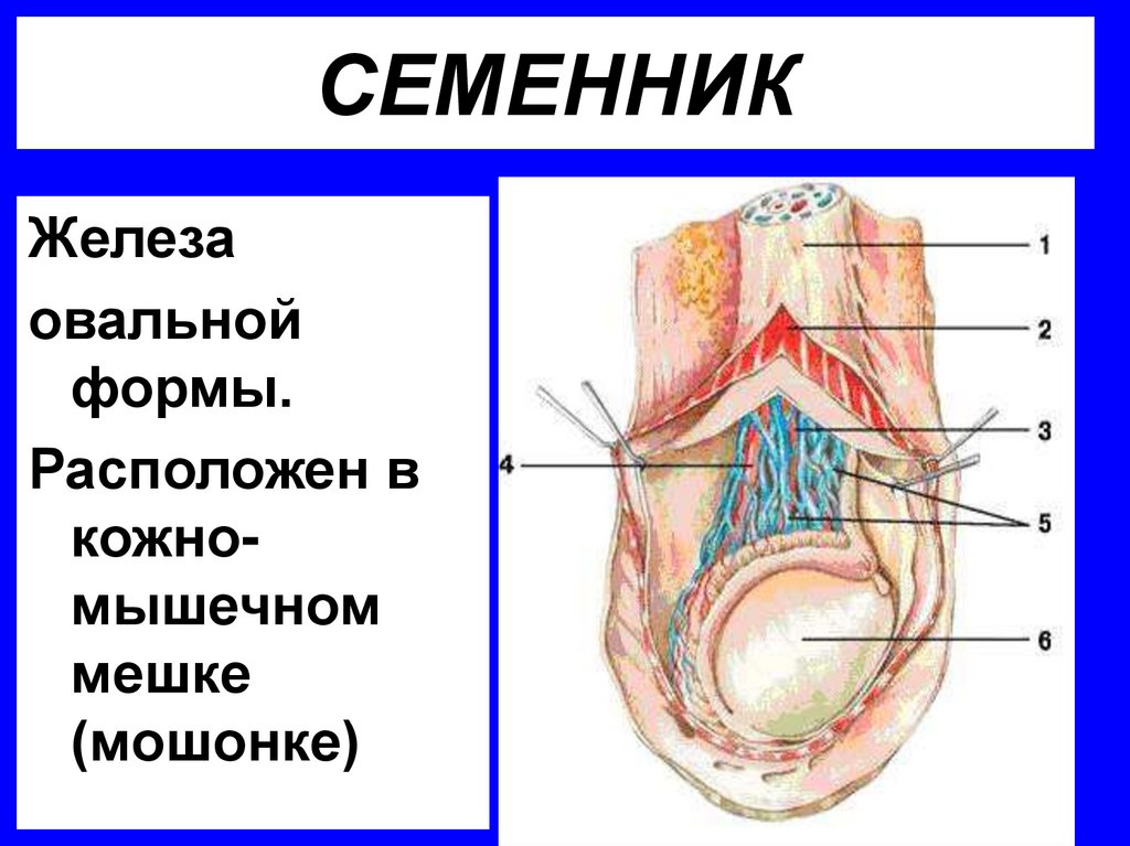СЕМЕННИК