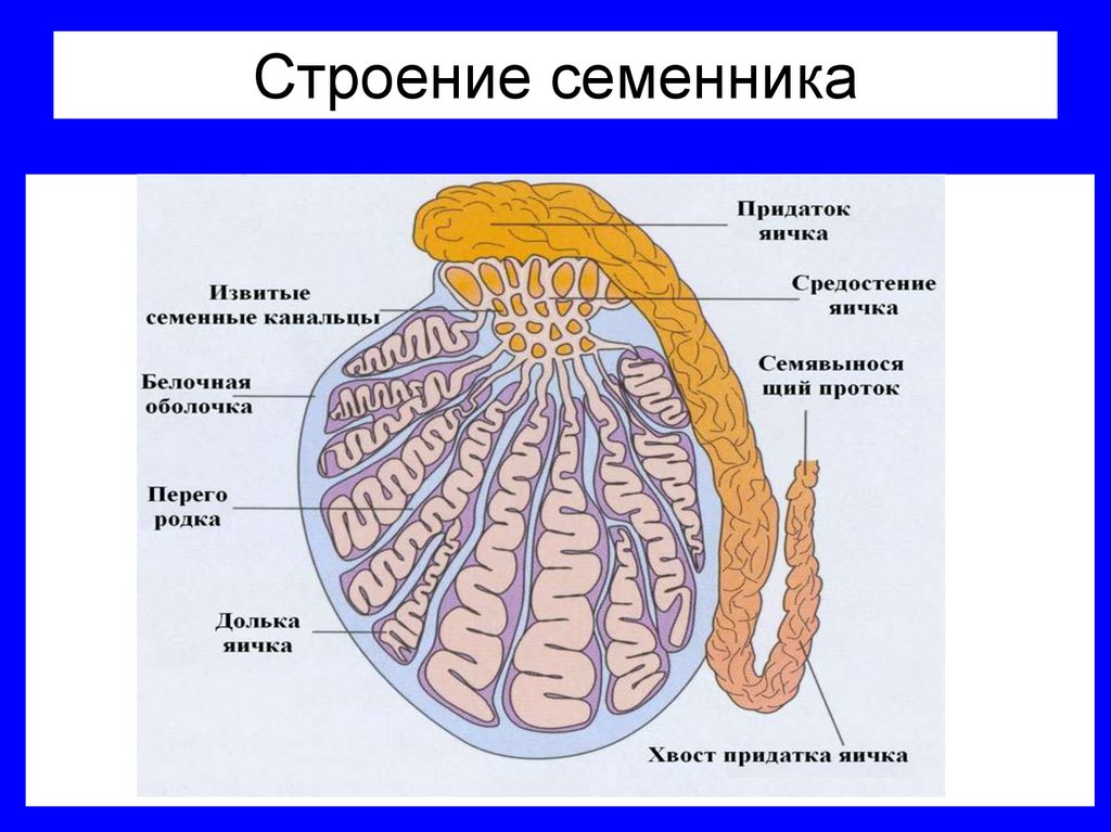 Строение семенника
