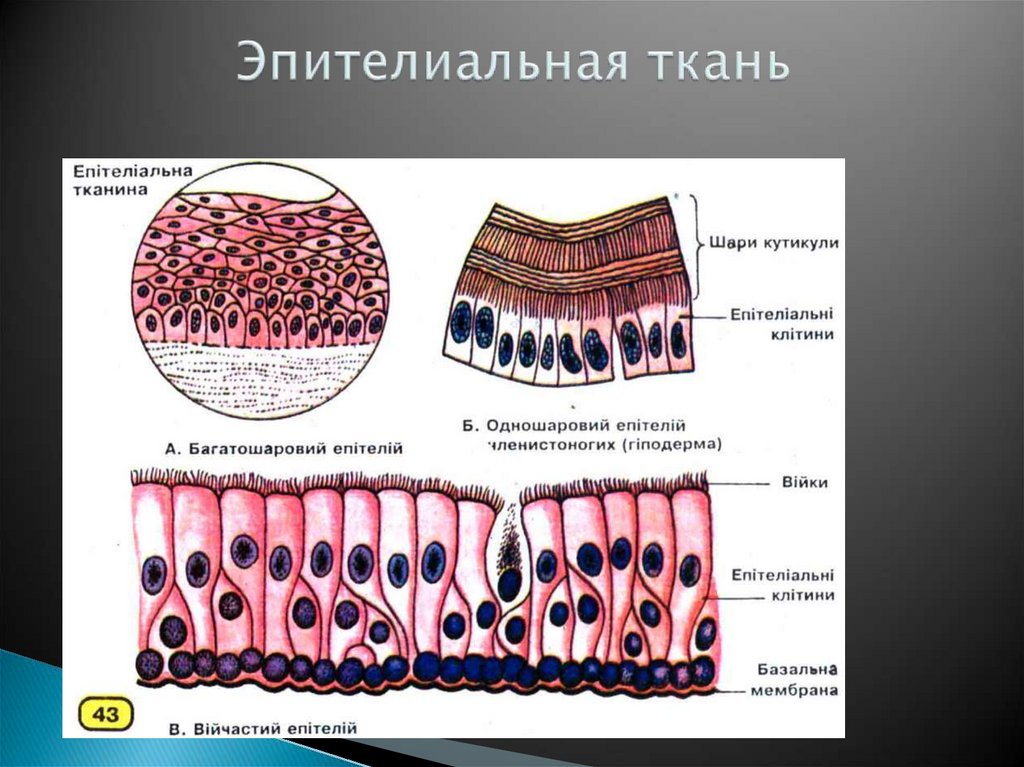 Эпителиальная ткань