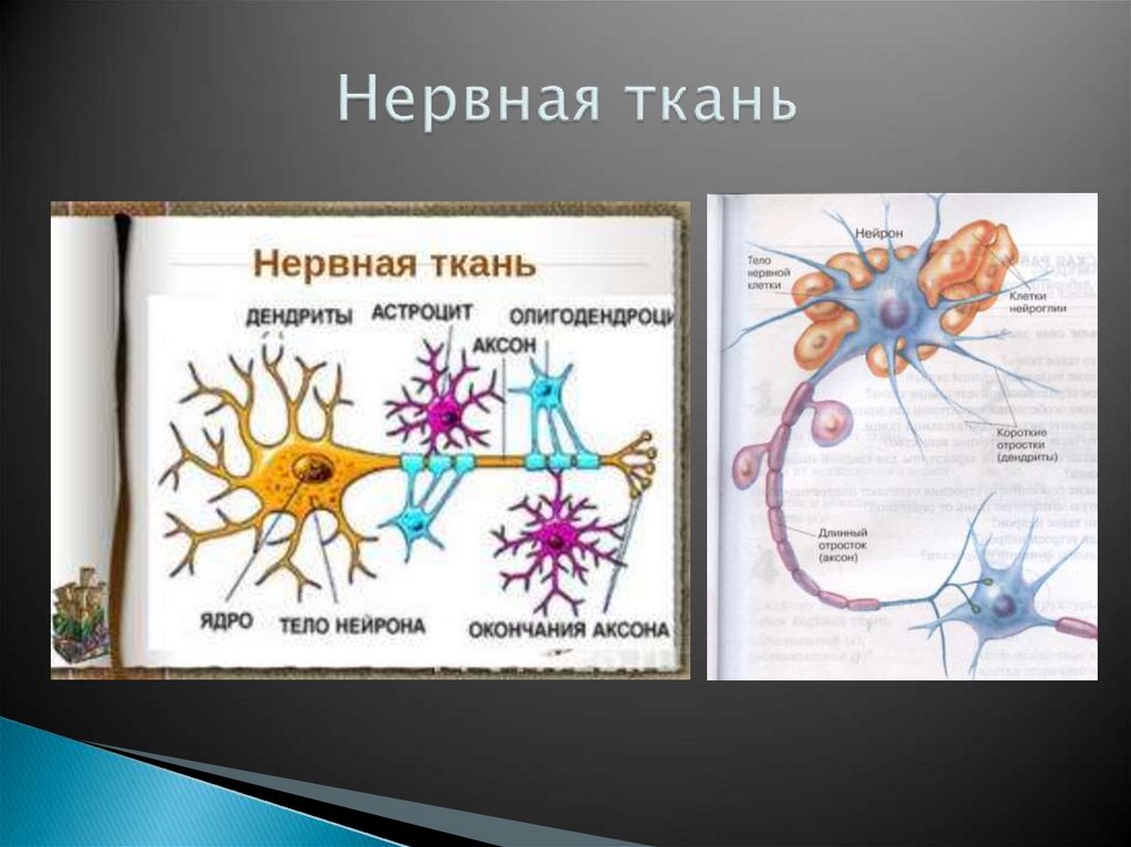 Нервная ткань