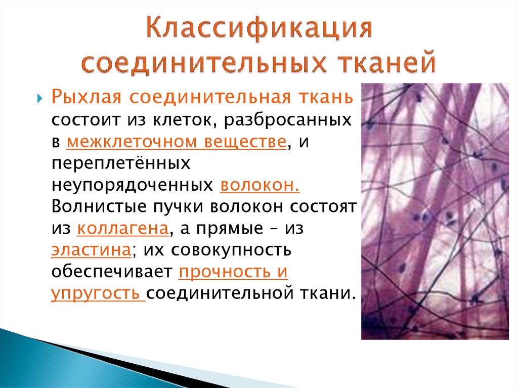 Классификация соединительных тканей