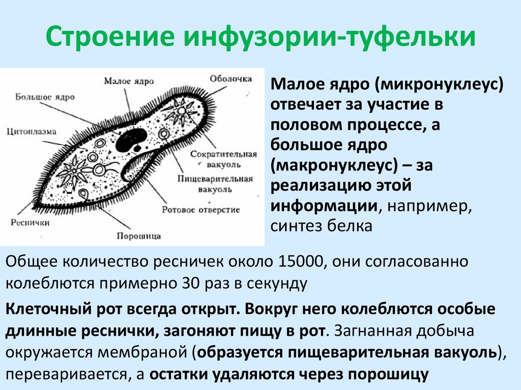 Строение инфузории-туфельки