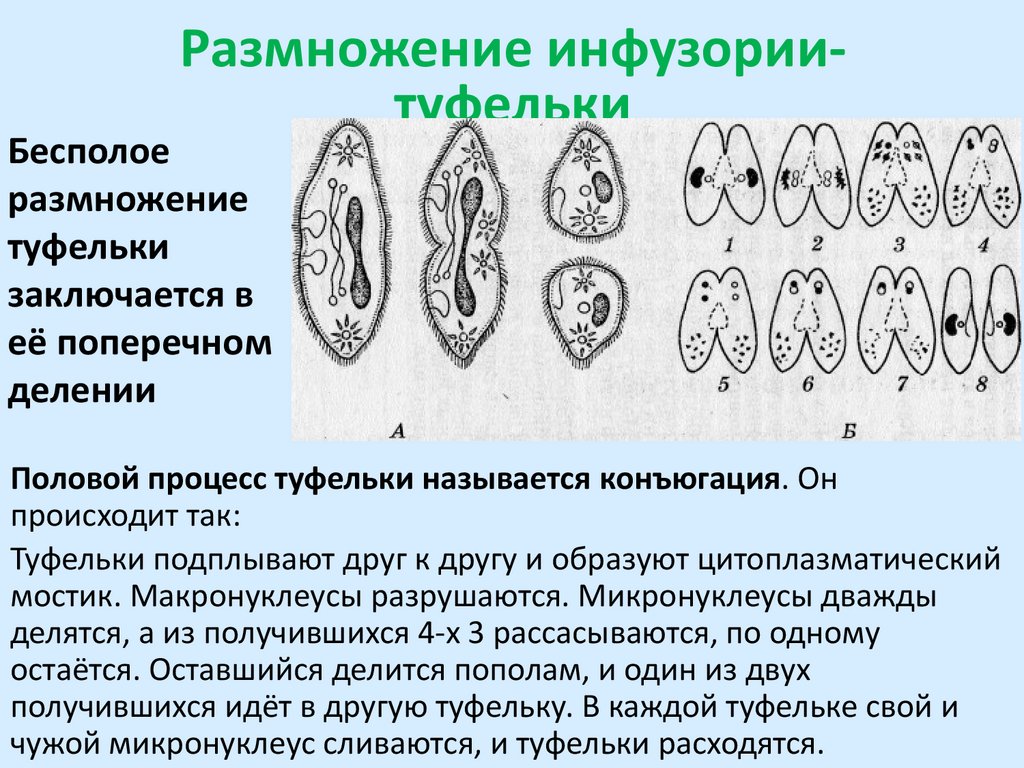 Размножение инфузории-туфельки