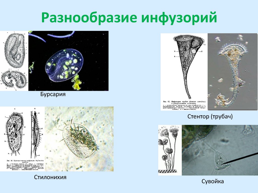 Разнообразие инфузорий