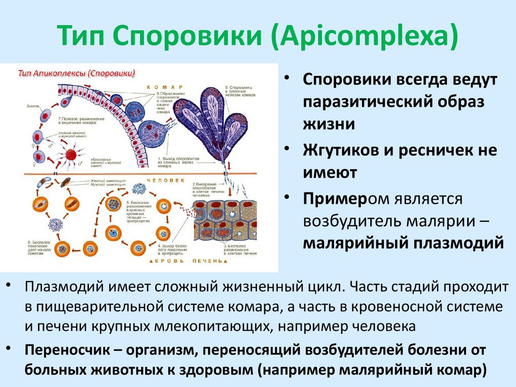 Тип Споровики (Apicomplexa)