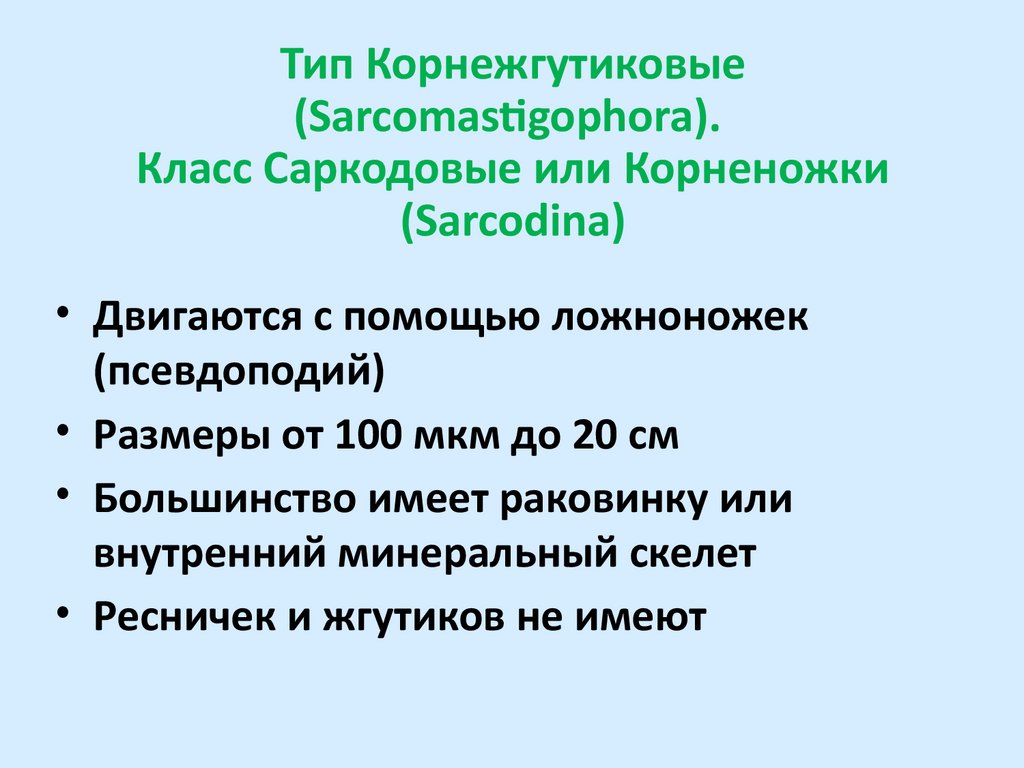 Тип Корнежгутиковые (Sarcomastigophora). Класс Саркодовые или Корненожки (Sarcodina)