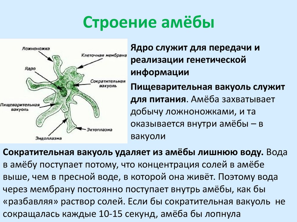 Строение амёбы