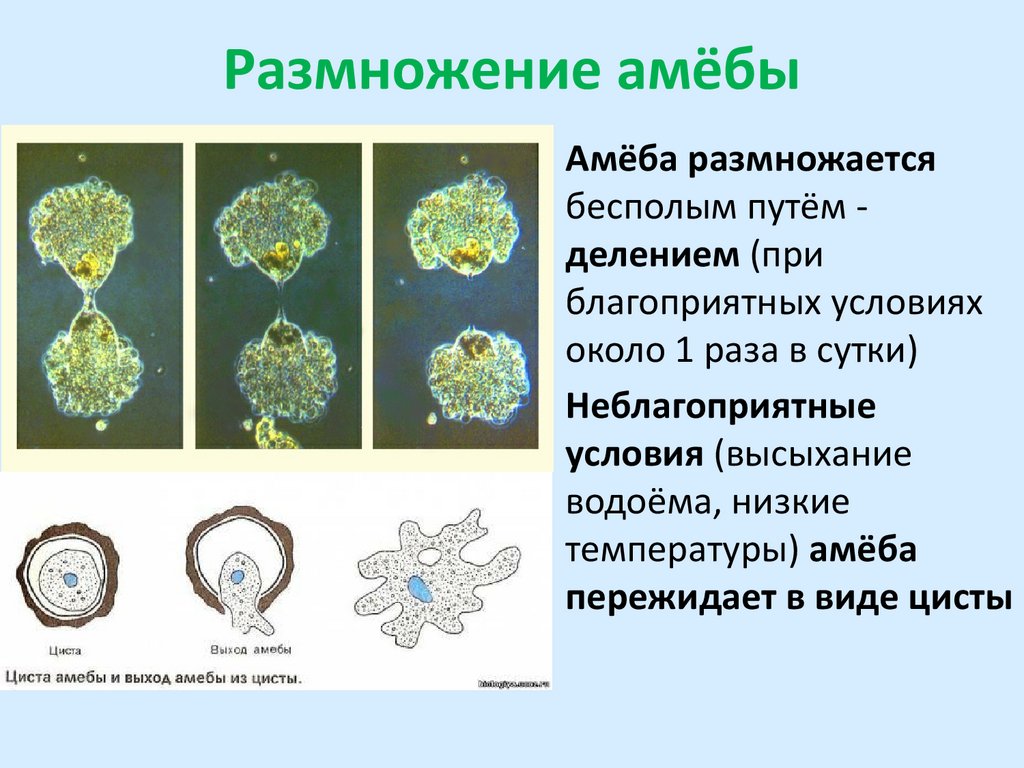 Размножение амёбы