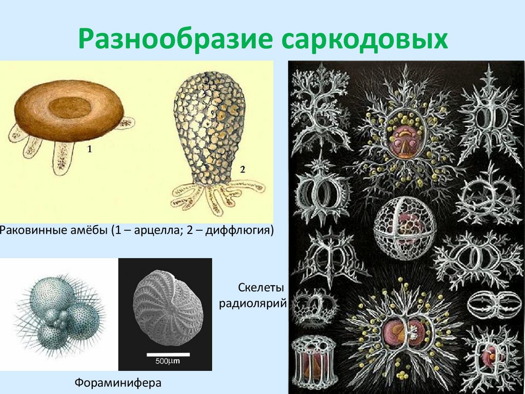 Разнообразие саркодовых