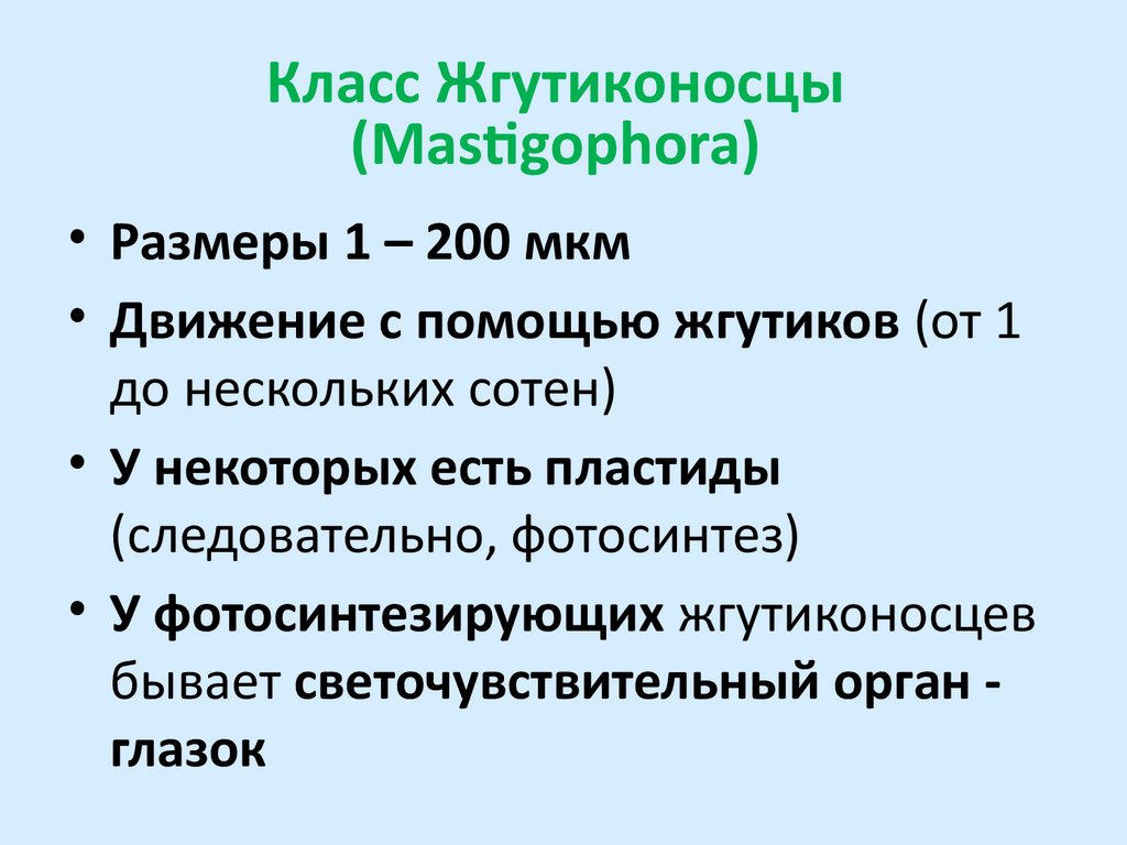 Класс Жгутиконосцы (Mastigophora)
