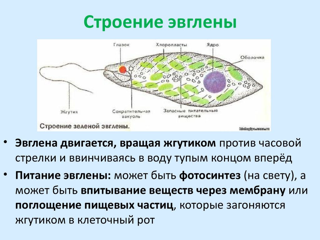 Строение эвглены