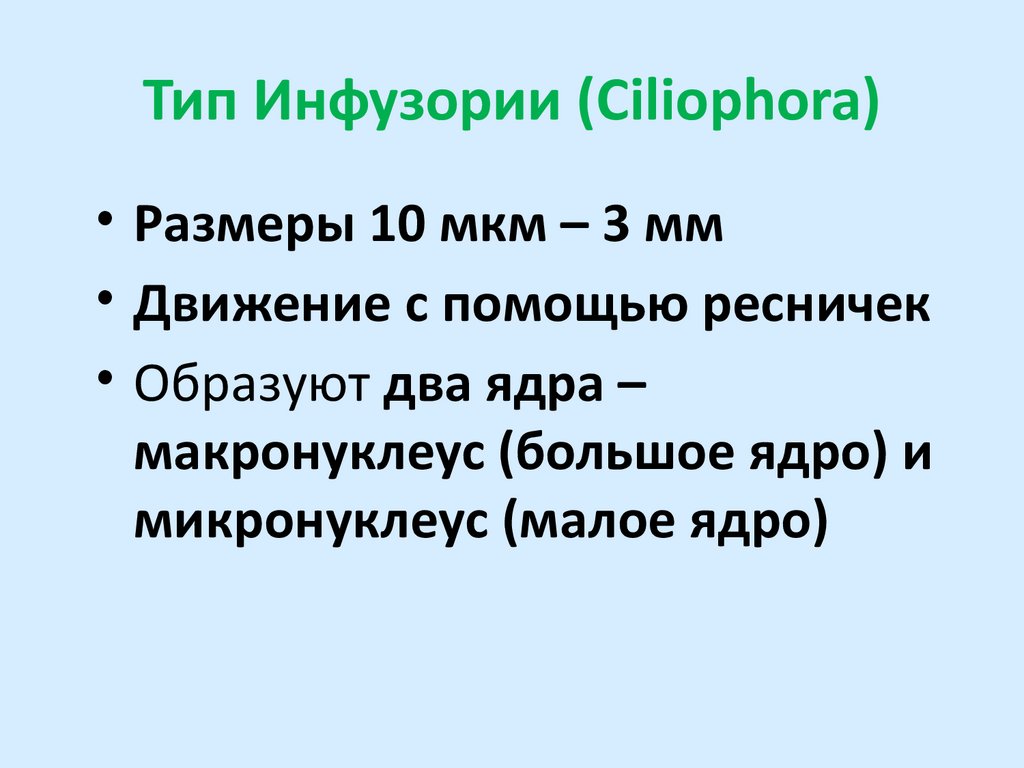 Тип Инфузории (Ciliophora)