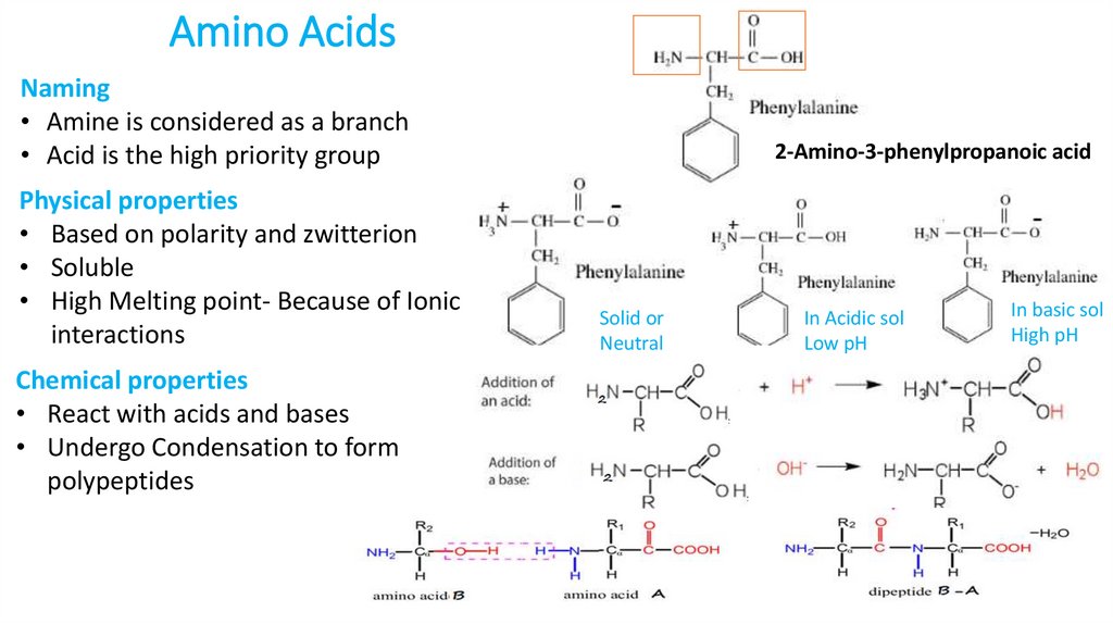 Amino Acids