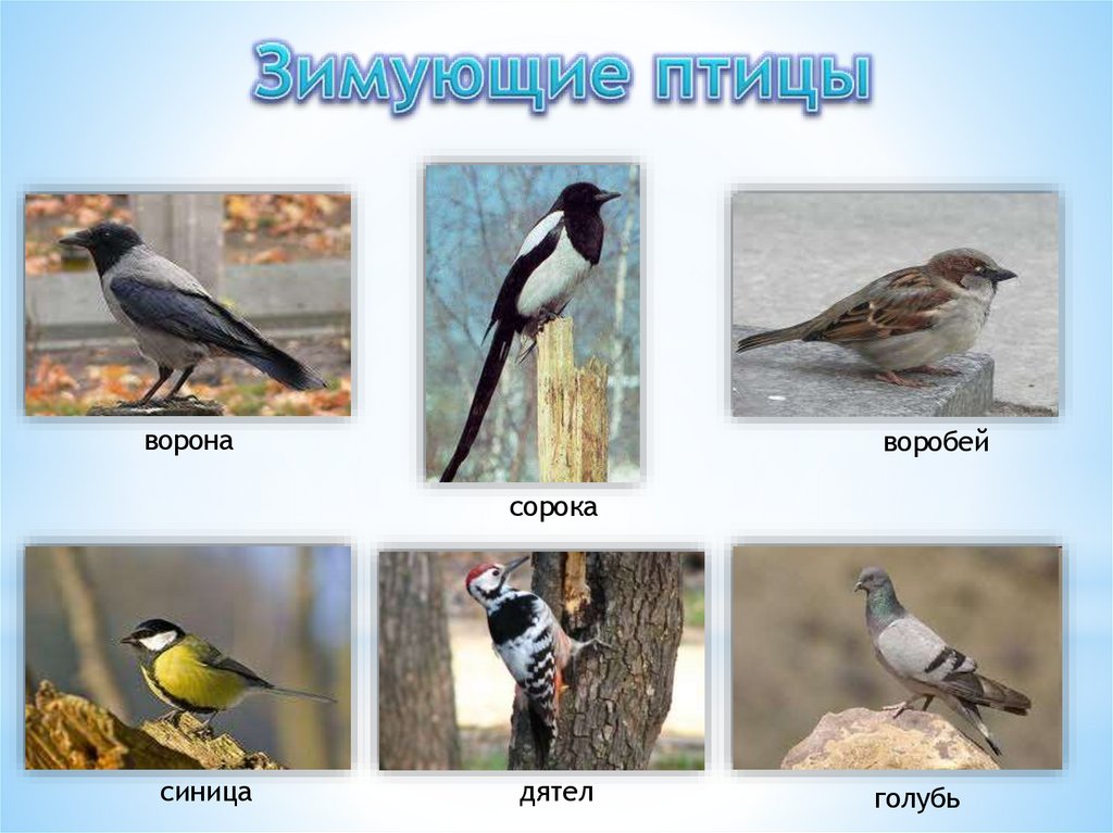 Зимующие птицы