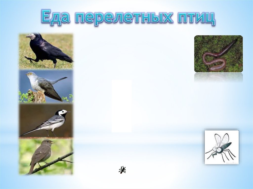 Еда перелетных птиц