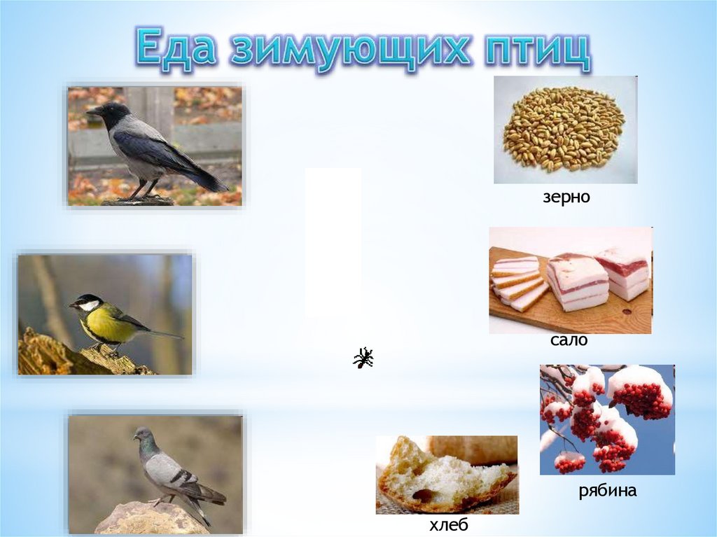 Еда зимующих птиц