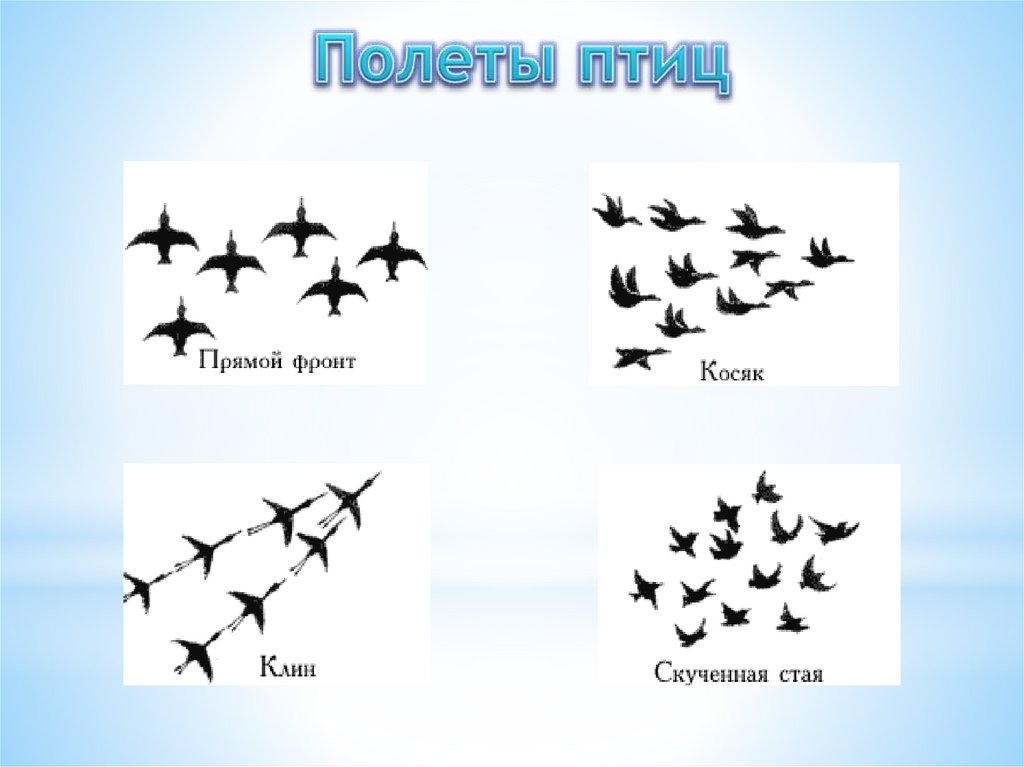 Полеты птиц