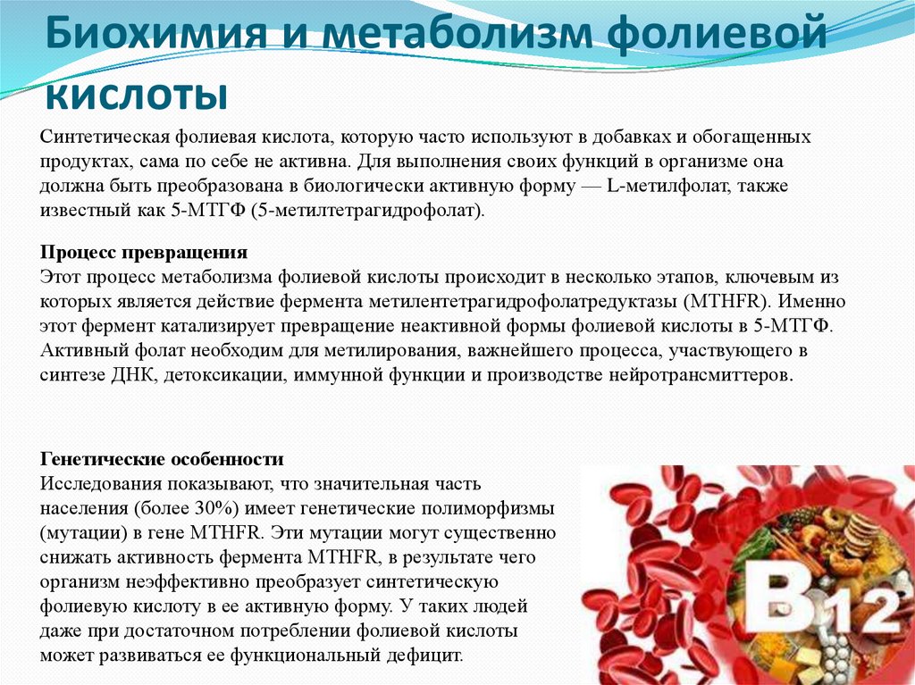 Биохимия и метаболизм фолиевой кислоты