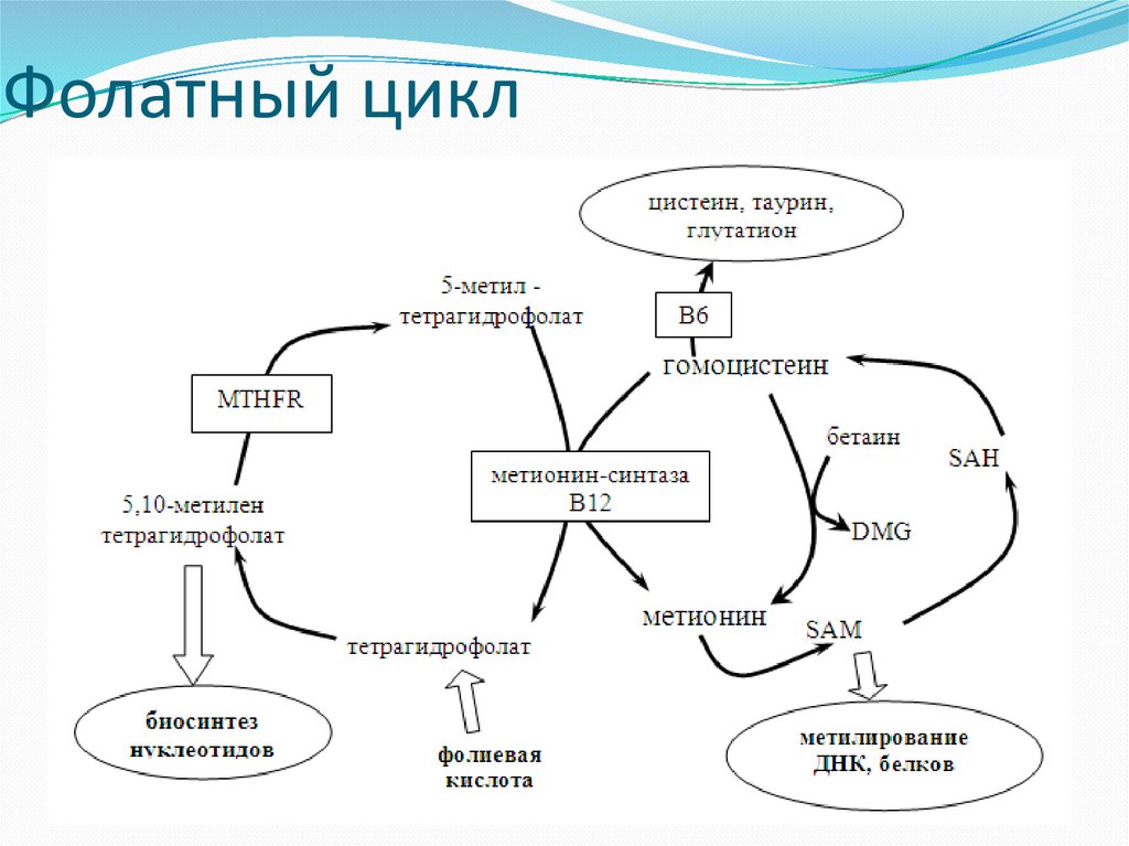 Фолатный цикл