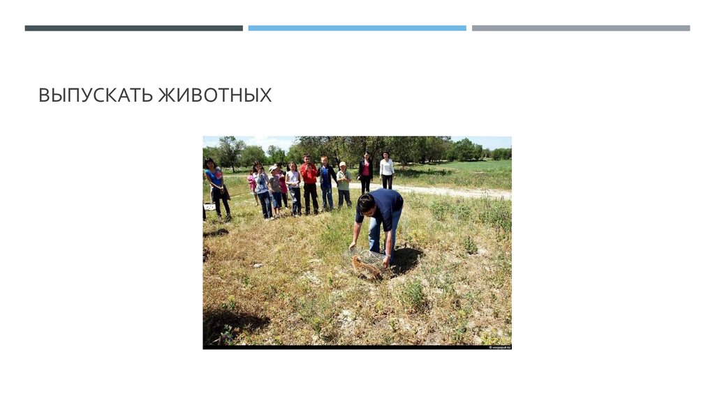 Выпускать животных