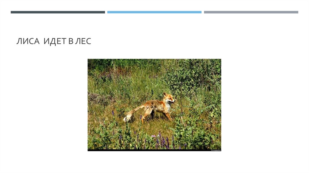 Лиса идет в лес
