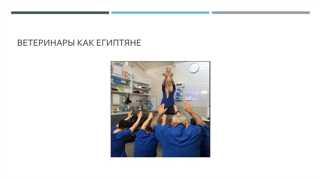 Ветеринары как египтяне