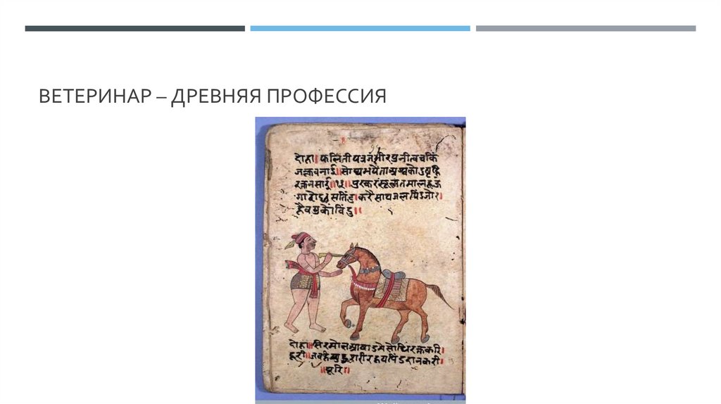 Ветеринар – древняя профессия