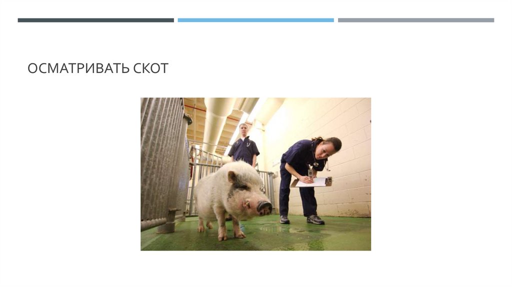 Осматривать скот