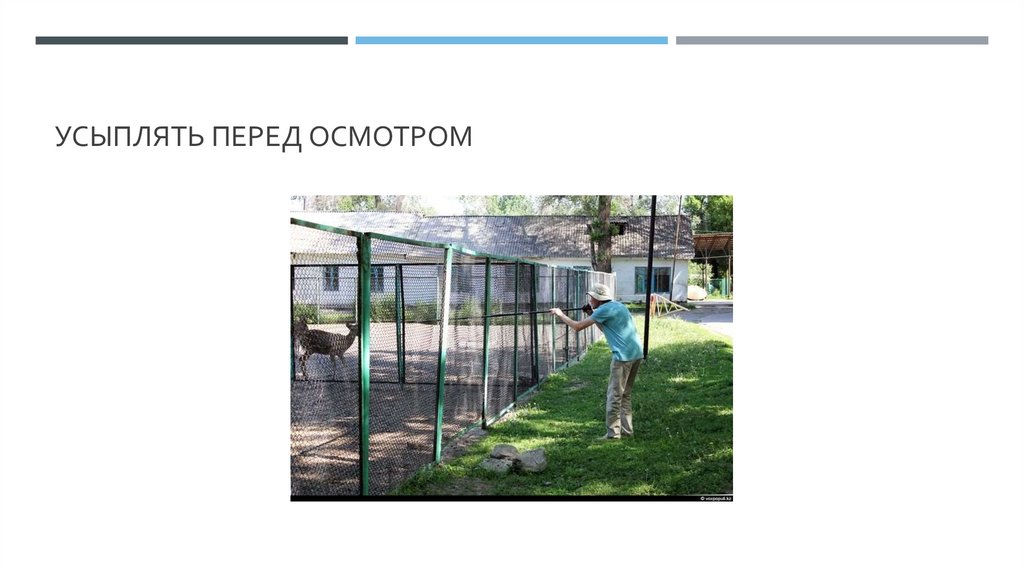 Усыплять перед осмотром