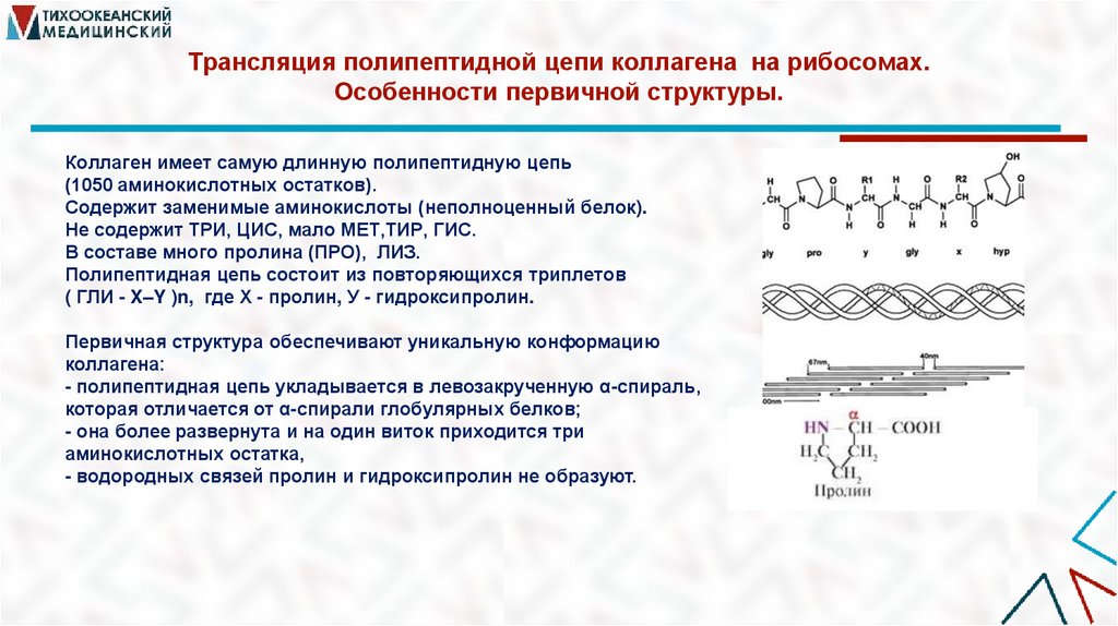 Трансляция полипептидной цепи коллагена на рибосомах. Особенности первичной структуры.