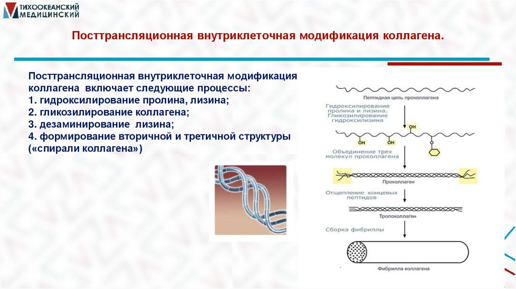 Посттрансляционная внутриклеточная модификация коллагена.