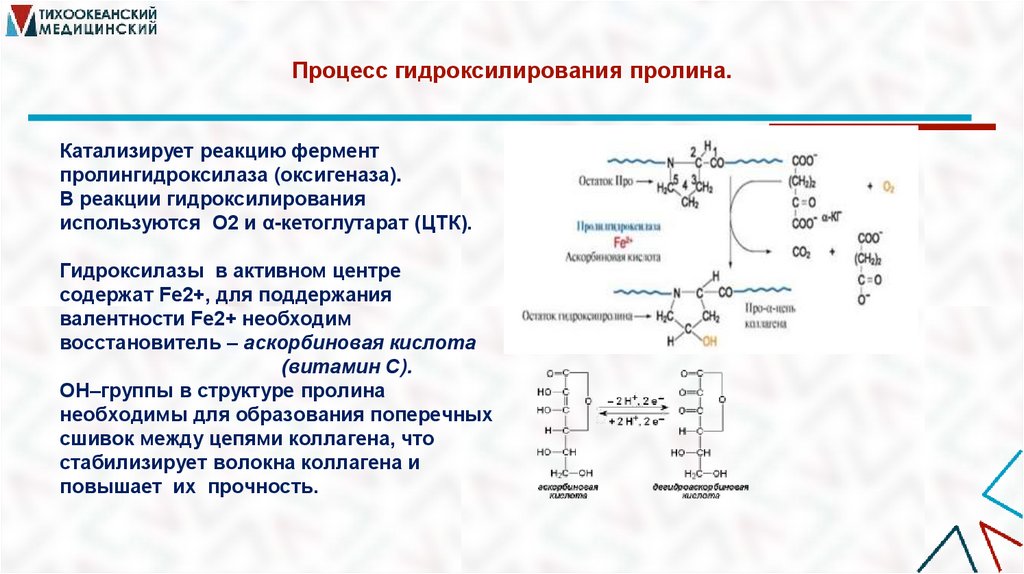 Процесс гидроксилирования пролина.