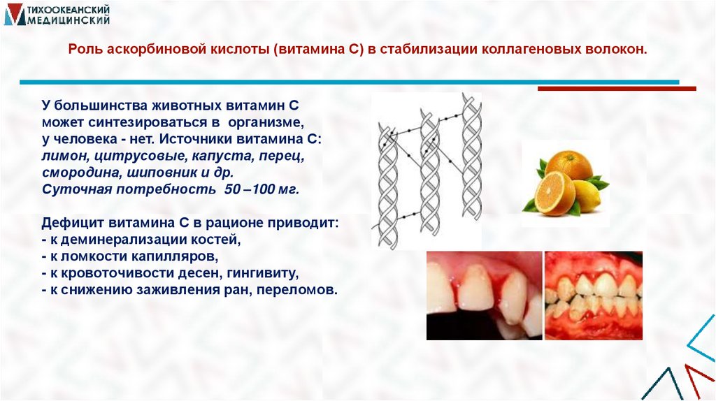 Роль аскорбиновой кислоты (витамина С) в стабилизации коллагеновых волокон.