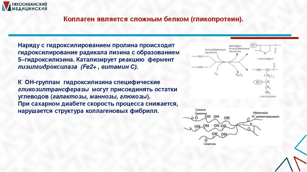 Коллаген является сложным белком (гликопротеин).