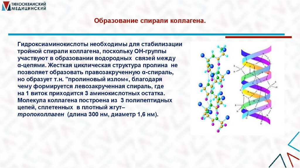 Образование спирали коллагена.
