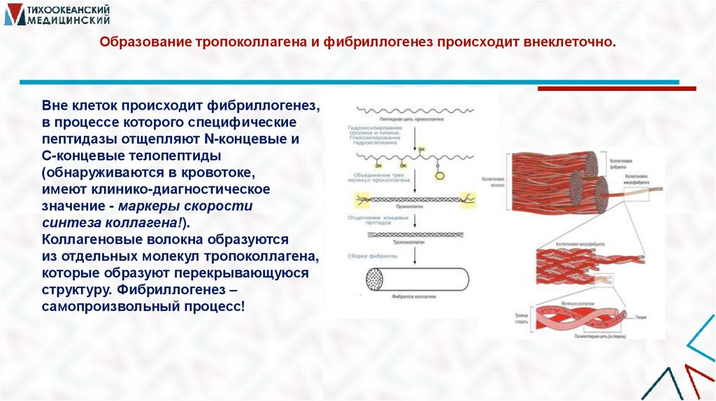 Образование тропоколлагена и фибриллогенез происходит внеклеточно.
