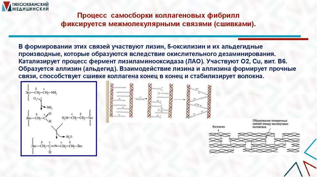 Процесс самосборки коллагеновых фибрилл фиксируется межмолекулярными связями (сшивками).