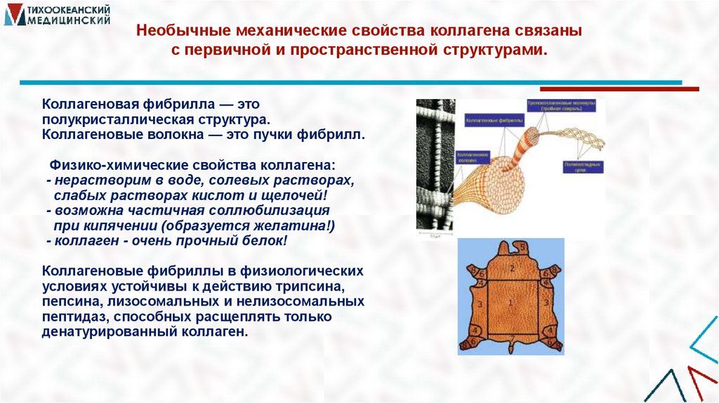 Необычные механические свойства коллагена связаны с первичной и пространственной структурами.