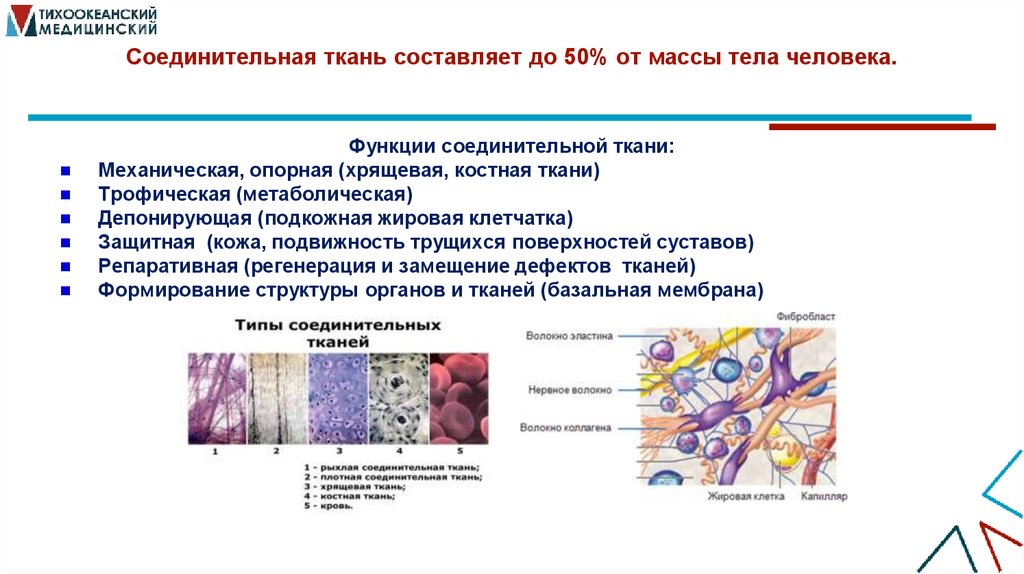 Соединительная ткань составляет до 50% от массы тела человека.