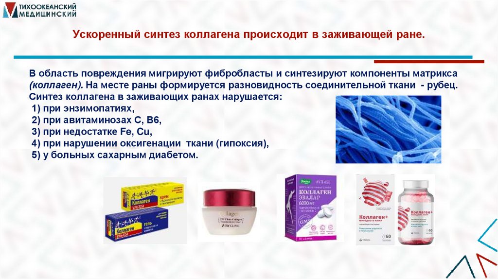 Ускоренный синтез коллагена происходит в заживающей ране.