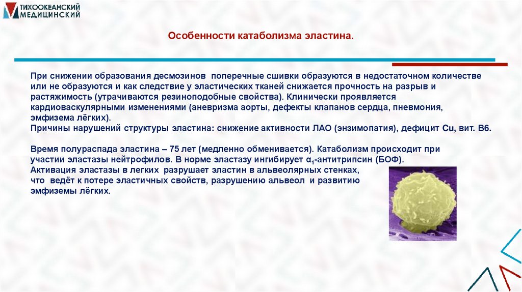 Особенности катаболизма эластина.