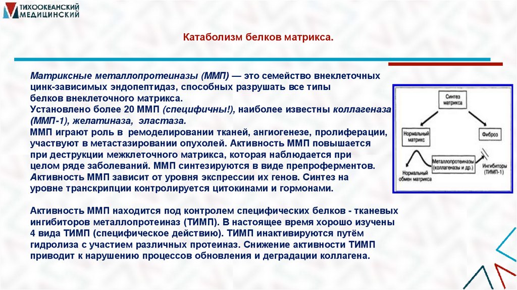 Катаболизм белков матрикса.