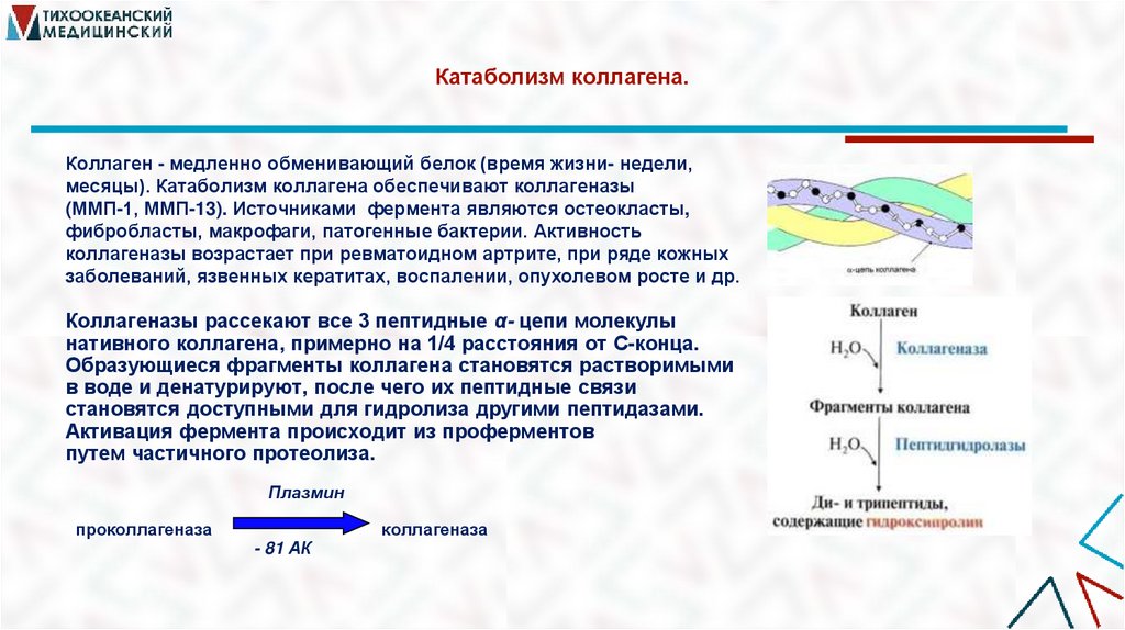 Катаболизм коллагена.