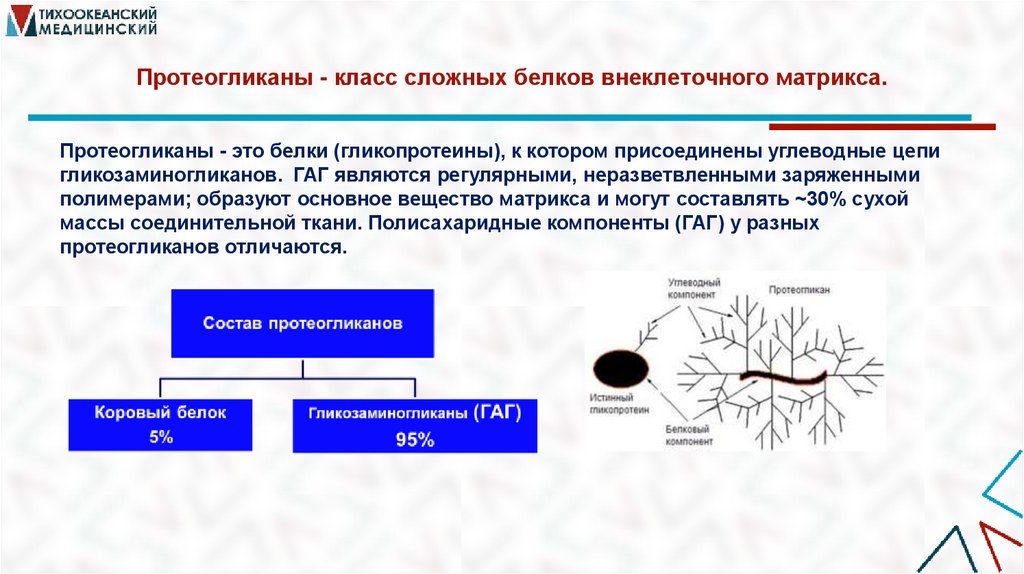 Протеогликаны - класс сложных белков внеклеточного матрикса.